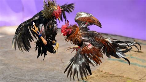 Chicken Fight .